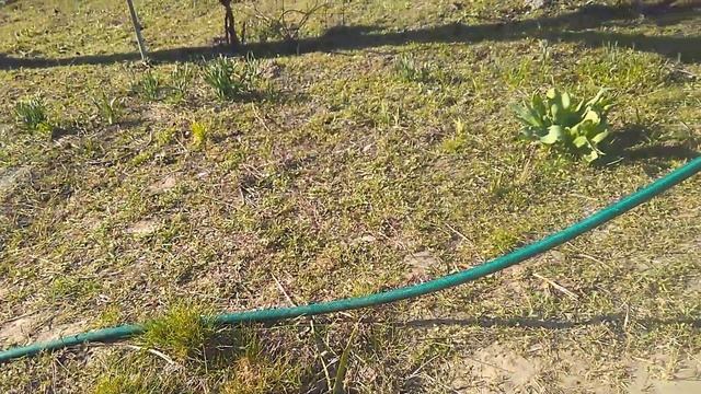 Сельские будни. Мороз в средине апреля, померз абрикос. смотреть онлайн