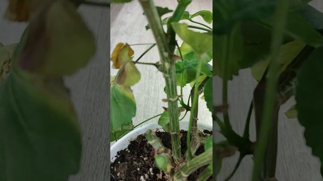 Обрезка пеларгонии. Видео 2. Обрезаем большой куст Norland красный. смотреть онлайн