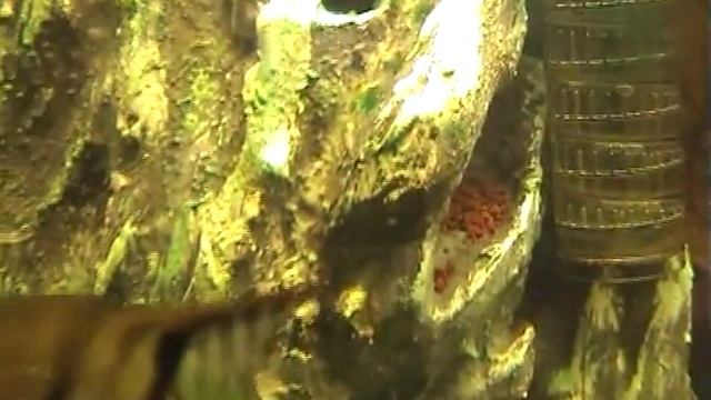 Аквариум с водопадом - Aquarium Mit Wasserfall.avi