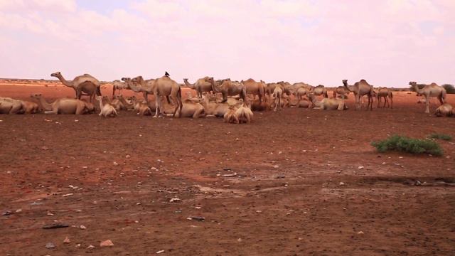 Mediation of Water Conflicts in Galmudug смотреть онлайн