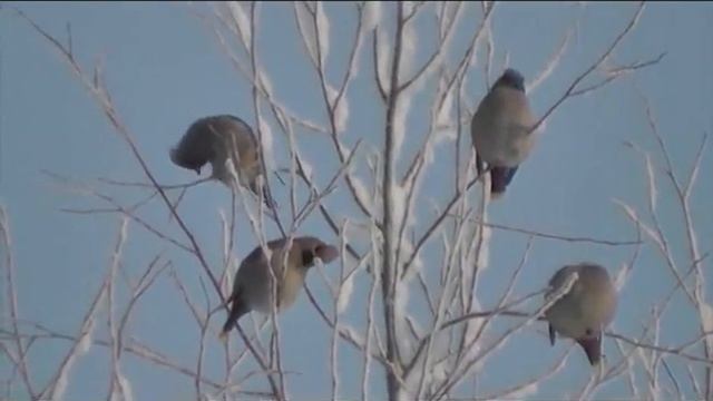 Чик чирик смотреть онлайн