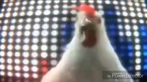 Crazy chicken  dance