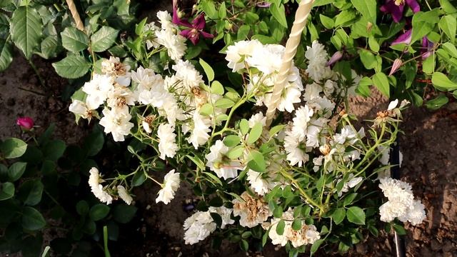 Где можно купить ужасные саженцы роз? Интернет-магазин «Долина растений» #счастливыйсадовод смотреть онлайн