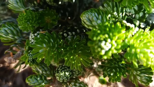 Миниатюрные пихты. Blauer Eskimo, Kohout's Icebreaker, Blaue Hexe, Brilliant.