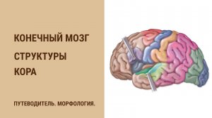 Конечный мозг. Структуры. Кора
