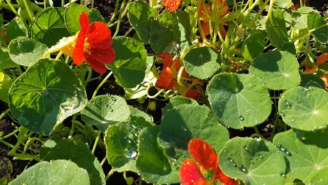 Входная зона у каждого своя, но красивые клумбы, цветочный ручей всегда ее украшают.