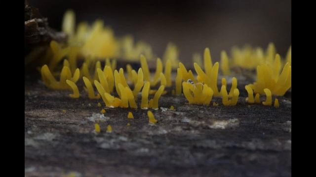 Calocera cornea смотреть онлайн