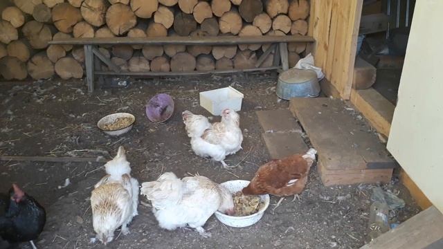 Куры Фавероль. Цветы. Двор. Огород. смотреть онлайн
