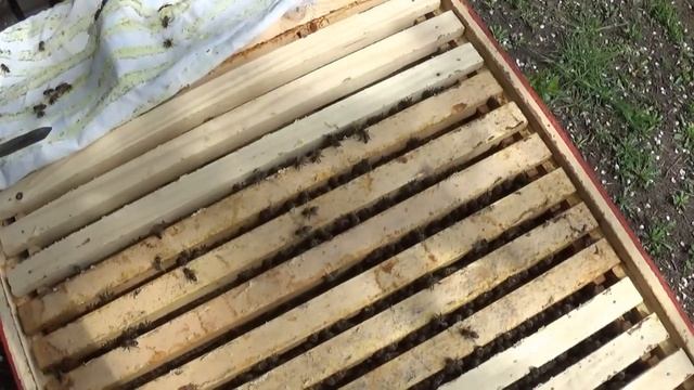 Майский мёд! Готовить медогонку? смотреть онлайн