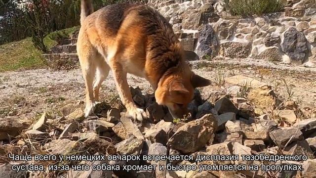 Самые болезненные породы собак: топ-5 смотреть онлайн