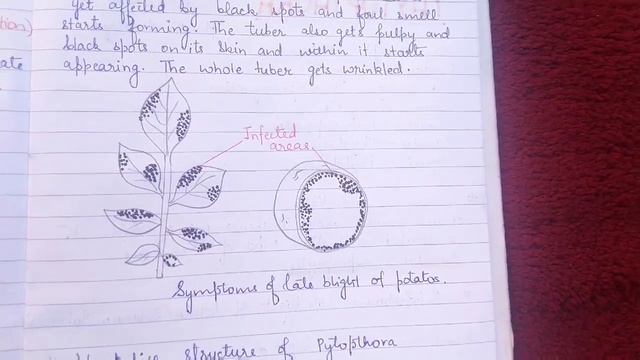 Introduction to Phytopthora (late blight of potato) смотреть онлайн