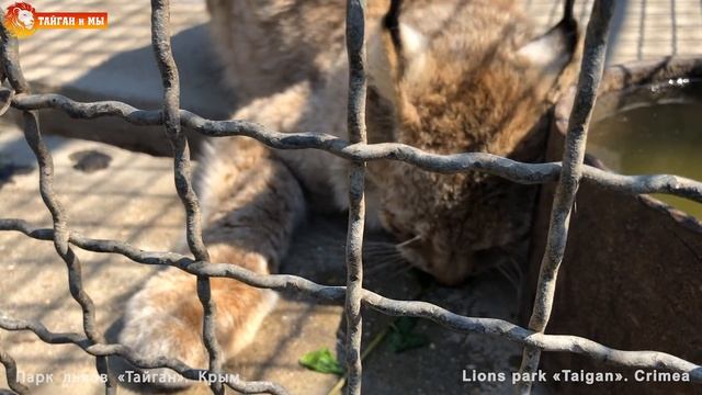 Мята для Марыськи. Ох и злющая эта рысь Марыся))) Тайган. Angry Lynx Licks Mint Taigan. смотреть онлайн