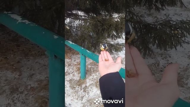 Синички в сибири смотреть онлайн