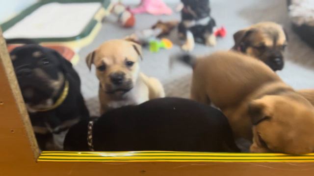 Щенки ка де бо в возрасте 1 месяц смотреть онлайн