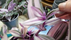 Традесканция Пинк Фурри.