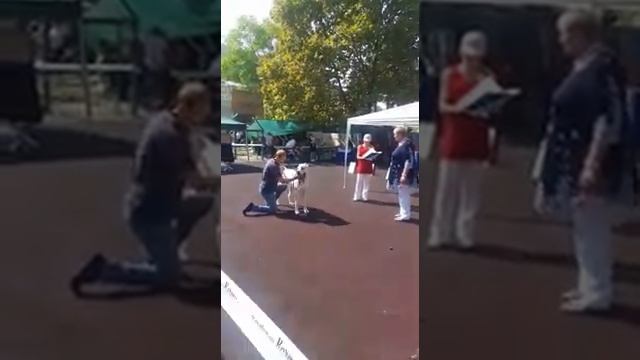 Услада Ан-Нассир. Лучший представитель породы. Лето 2019. Эксперт Лидия Соколова смотреть онлайн