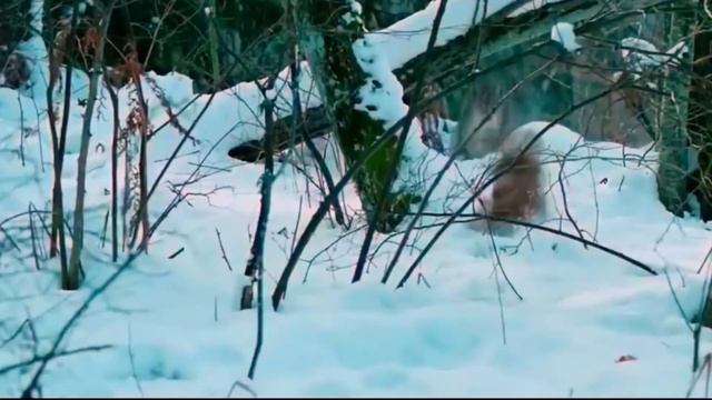 Может Завалить Огромного Оленя / Рысь в Деле смотреть онлайн