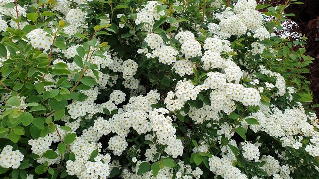 Unser Garten - Schneespiere (Anfang Mai) смотреть онлайн