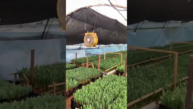 Выращивание тюльпанов 🌷 сезон 2022 года смотреть онлайн