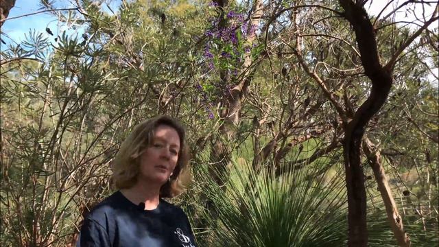 Beautiful climbing plant, Western Australia. Hardenbergia comptoniana - Native Wisteria - Koorla смотреть онлайн