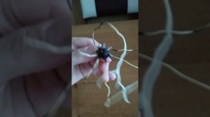 Орхидея Фаленопсис. Остался один пенек. Реанимашка вторая. Корней нет, листьев нет, только тяжи