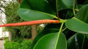 Как часто поливать Фикус? Правильный полив фикуса Эластика.