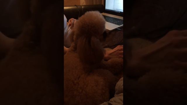 Смешно до слез))) собачка умилительно поет) смотреть онлайн