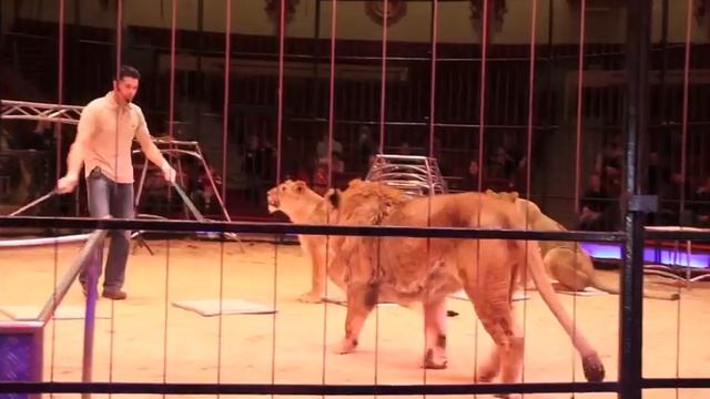 Alexander Lacey @ Circus Krone: öffentliche kommentierte Raubtierproben am 6.2.2010 in München смотреть онлайн