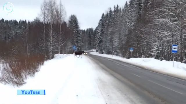 На трассы Новосибирской области стали выходить лоси смотреть онлайн