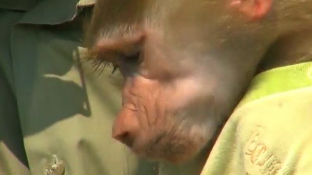 Юная обезьяна гамадрил Тиби и директор зоопарка | Film Studio Aves смотреть онлайн