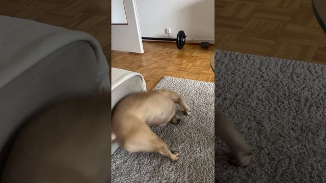 Мне нужны гантели, а Кире явно - ШЕСТ смотреть онлайн