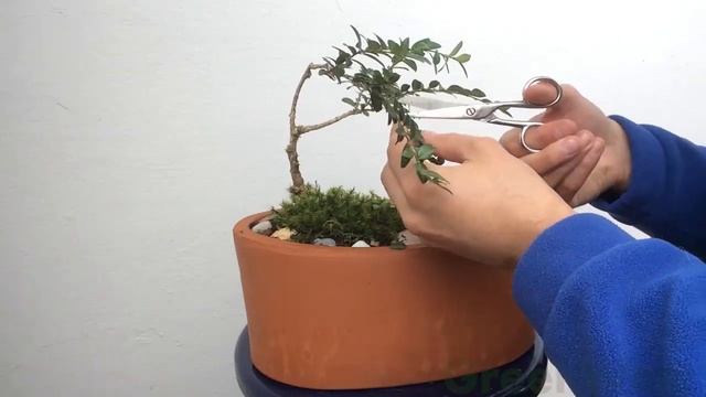 Buxus Bonsai Tree. Pruning And Shaping/ Бонсаі із Самшиту
