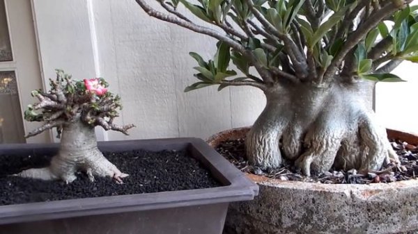 Adenium Dorset Horn  -  portrait of  a dwarf 'old' tree :-)