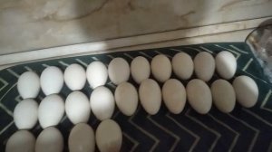 Инкубация гусиных яиц: Часть 1 (Подготовительный этап)