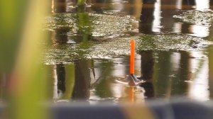 Рыбалка на поплавок на вечерней зорьке. Ловля на маховую удочку.