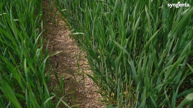 Технология возделывания озимой пшеницы в КФХ Терра Носта. Нормы сева озимой пшеницы, защита Сингент смотреть онлайн