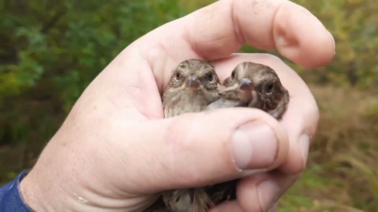 Ловля певчих птиц 17 сентября 2022 год. смотреть онлайн