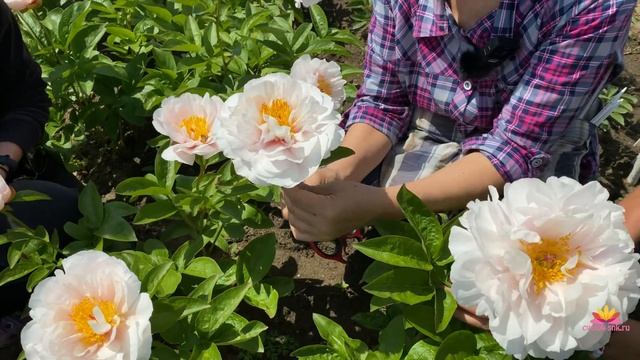 Ранние сорта пионов / Сад Ворошиловой смотреть онлайн