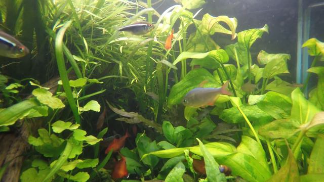 Aquarium 1 hr Relax Music смотреть онлайн