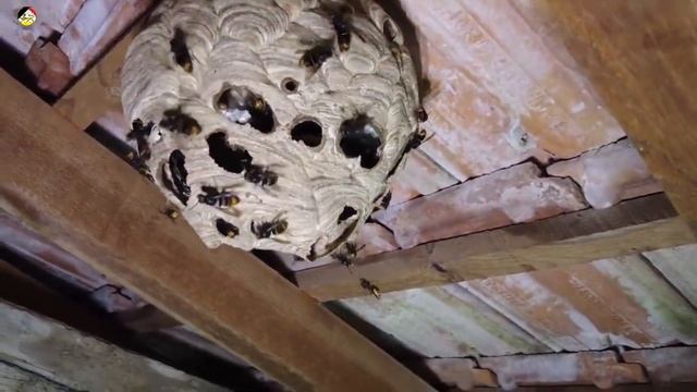 ! Самоуничтожение гнезда. Азиатские шершни уничтожают свое гнездо. Охотник на шершня смотреть онлайн