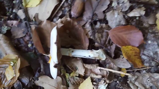 Pieczarka bulwiasta (Agaricus sylvicola). смотреть онлайн