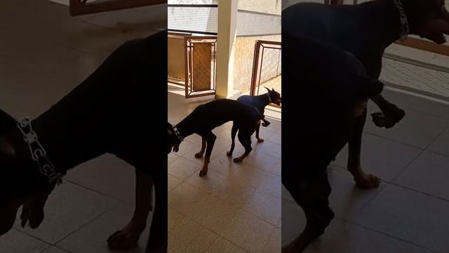 Lotan VS Raven @CaesTrabalhando смотреть онлайн