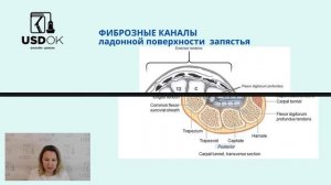 Видео урок УЗИ лучезапястного сустава и кисти   анатомия