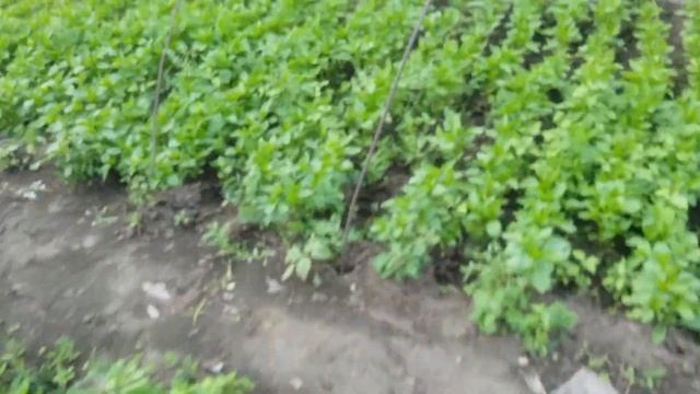 Рассада на продажу перец, баклажаны, огурцы, помидоры. смотреть онлайн