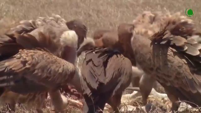 Грифы в деле.Что и как.