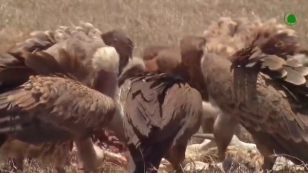 Грифы в деле.Что и как.