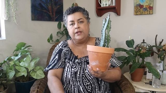 Euphorbia Plant Care and Collection смотреть онлайн