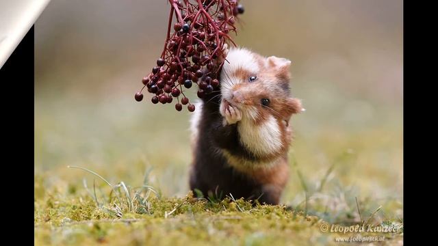 5 причин купить хомячка/ Good Pets смотреть онлайн