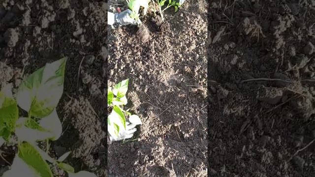 Как высаживать рассаду перца в открытый грунт? смотреть онлайн