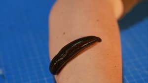 Что Если ПИЯВКУ НАПОИТЬ КРОВЬЮ больного COVID-19